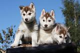 SIBERIAN HUSKY 723